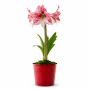 Pretty Bow Glee Amaryllis Gift Alternate Image 2