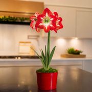 Holiday Cheer Minerva Amaryllis Gift Thumb