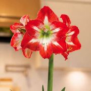 Holiday Cheer Minerva Amaryllis Gift Alternate Image 1