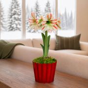 Warm Wishes Moon Scene Amaryllis Gift Thumb