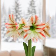 Warm Wishes Moon Scene Amaryllis Gift Alternate Image 1