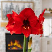 Sweet Memories Miracle Amaryllis Gift Alternate Image 2