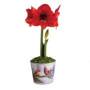 Sweet Memories Miracle Amaryllis Gift Alternate Image 4