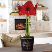Merry Christmas Miracle Amaryllis Gift Thumb