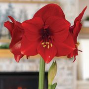 Merry Christmas Miracle Amaryllis Gift Alternate Image 1