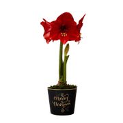 Merry Christmas Miracle Amaryllis Gift Alternate Image 1