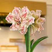 Majestic Woods Striped Echo Amaryllis Gift Alternate Image 1