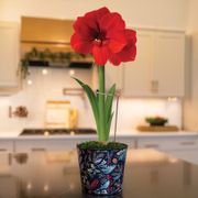In the Forest Ferrari Amaryllis Gift Thumb