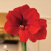 In the Forest Ferrari Amaryllis Gift Alternate Image 1