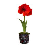 In the Forest Ferrari Amaryllis Gift Alternate Image 1