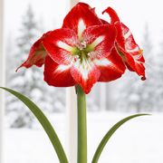 Good Tidings Minerva Amaryllis Gift Alternate Image 1