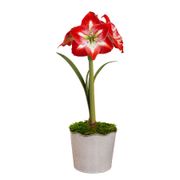 Good Tidings Minerva Amaryllis Gift Alternate Image 1