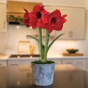 Frosted Pines Miracle Amaryllis Gift Thumb