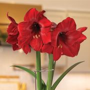 Frosted Pines Miracle Amaryllis Gift Alternate Image 1