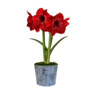 Frosted Pines Miracle Amaryllis Gift Alternate Image 1