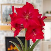 Sparkling Snow Sapphire Amaryllis Gift Alternate Image 1