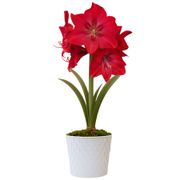 Sparkling Snow Sapphire Amaryllis Gift Alternate Image 2