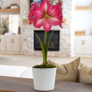 Sparkling Snow Jester Amaryllis Gift Thumb