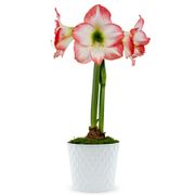 Sparkling Snow Jester Amaryllis Gift Alternate Image 2