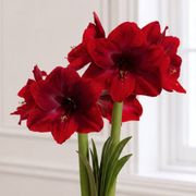 Glistening Gold Black Pearl Amaryllis Gift Alternate Image 1