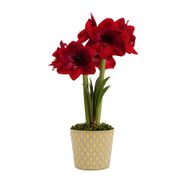 Glistening Gold Black Pearl Amaryllis Gift Alternate Image 1