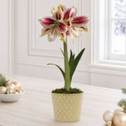 Glistening Gold Papilio Amaryllis Gift Thumb