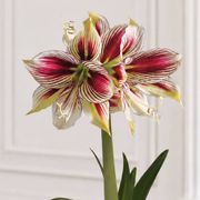 Glistening Gold Papilio Amaryllis Gift Alternate Image 1