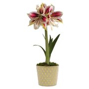 Glistening Gold Papilio Amaryllis Gift Alternate Image 1