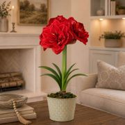 Glistening Gold Top Notch Amaryllis Gift Thumb
