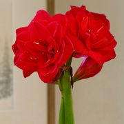 Glistening Gold Top Notch Amaryllis Gift Alternate Image 1