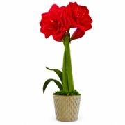 Glistening Gold Top Notch Amaryllis Gift Alternate Image 2