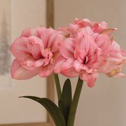 Glistening Gold Replay Amaryllis Gift Alternate Image 2