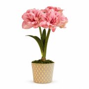 Glistening Gold Replay Amaryllis Gift Alternate Image 3