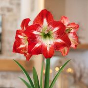 Holiday Greetings Minerva Amaryllis Gift Alternate Image 1