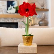 Holiday Greetings Red Lion Amaryllis Gift Thumb