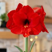 Holiday Greetings Red Lion Amaryllis Gift Alternate Image 1