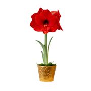 Holiday Greetings Red Lion Amaryllis Gift Alternate Image 1