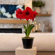 Timeless Elegance Red Lion Amaryllis Gift Thumb