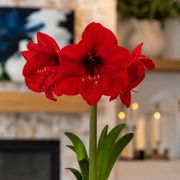 Timeless Elegance Red Lion Amaryllis Gift Alternate Image 1
