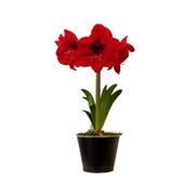 Timeless Elegance Red Lion Amaryllis Gift Alternate Image 1