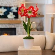 Timeless Elegance Minerva Amaryllis Gift Thumb