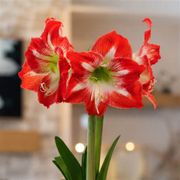 Timeless Elegance Minerva Amaryllis Gift Alternate Image 1