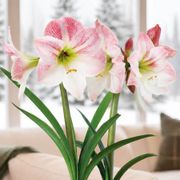Winter Frost Apple Blossom Amaryllis Duo Gift Alternate Image 1