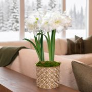 Golden Dreams Alfresco Amaryllis Duo Gift Thumb