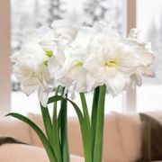 Golden Dreams Alfresco Amaryllis Duo Gift Alternate Image 1