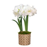 Golden Dreams Alfresco Amaryllis Duo Gift Alternate Image 2