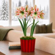 Warm Wishes Moon Scene Amaryllis Duo Gift Thumb