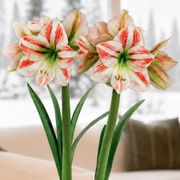 Warm Wishes Moon Scene Amaryllis Duo Gift Alternate Image 1