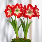 Good Tidings Minerva Amaryllis Duo Gift Alternate Image 1