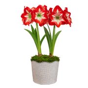 Good Tidings Minerva Amaryllis Duo Gift Alternate Image 1